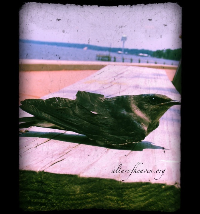 God knows every bird