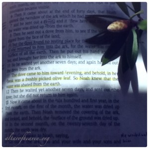 The Dove brings us a message of living hope